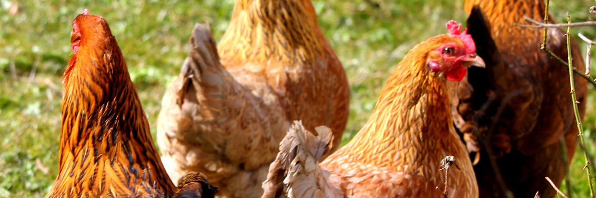 Odeurs que n'aiment pas les poules pondeuses