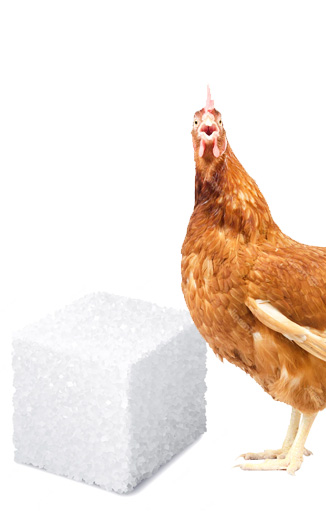 sel pour poules pondeuses