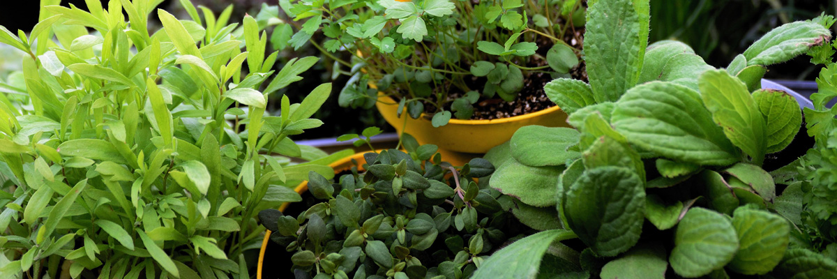 plantes aromatiques pour les poules pondeuses