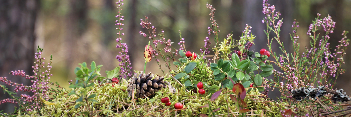 Plantes pour les poules