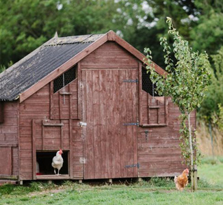 Odeurs que les poules n'aiment pas