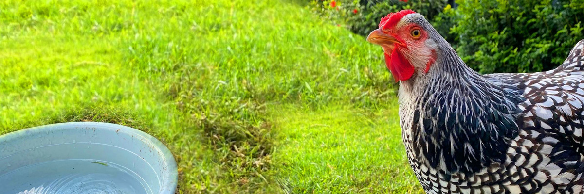 eau pour les poules