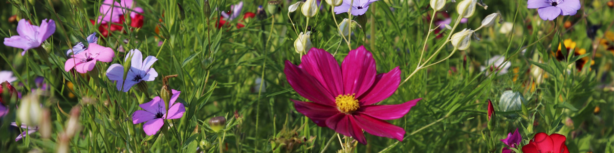 les fleurs comestibles pour les poules