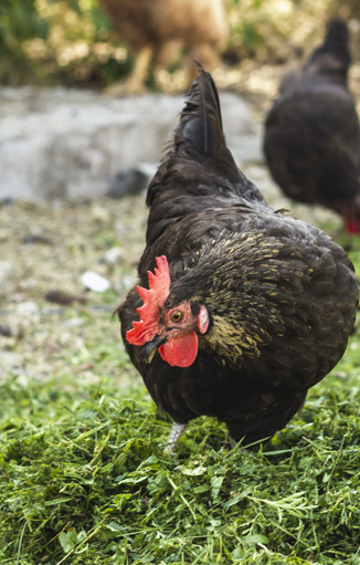 les différentes herbes pour poule