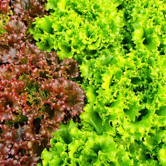 salade pour les poules
